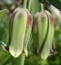 Рябчик иглолепестный — Fritillaria acmopetala Boiss