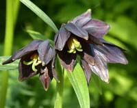 Рябчик камчатский  Fritillaria camtschatcensis (L.) Ker Gawl.