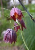 Рябчик русский  Fritillaria ruthenica Wikstr.