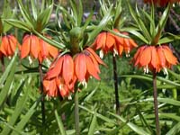 Рябчик императорский —  Fritillaria imperialis