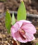 Рябчик албуриана — Fritillaria alburyana