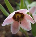 Rhinopetalum gibbosa